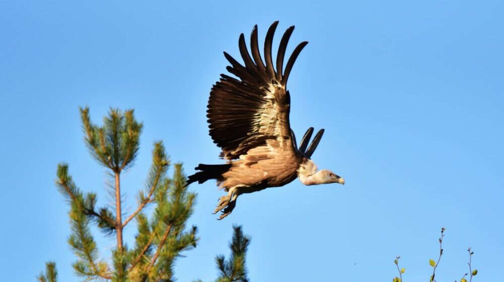 Na Staru planinu vratili se beloglavi supovi 1