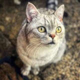 Životinje i psihologija: Jesam li pogrešila što sam se zaljubila u nevernu mačku 6