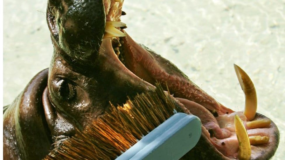 Životinje: Kako izgleda lečiti morža sa zuboboljom - londonski zubar na neobičnom zadatku 5 London Zoo's pygmy hippo opens wide to have his teeth brushed and checked by a keeper