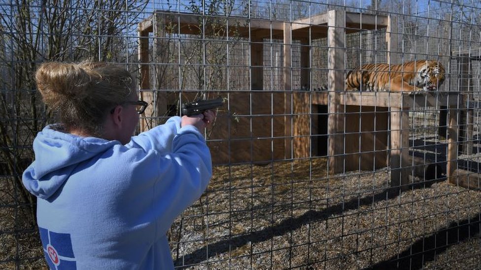 Životinje: Kako izgleda lečiti morža sa zuboboljom - londonski zubar na neobičnom zadatku 3 A vet trying to fire a dart gun on a caged tiger