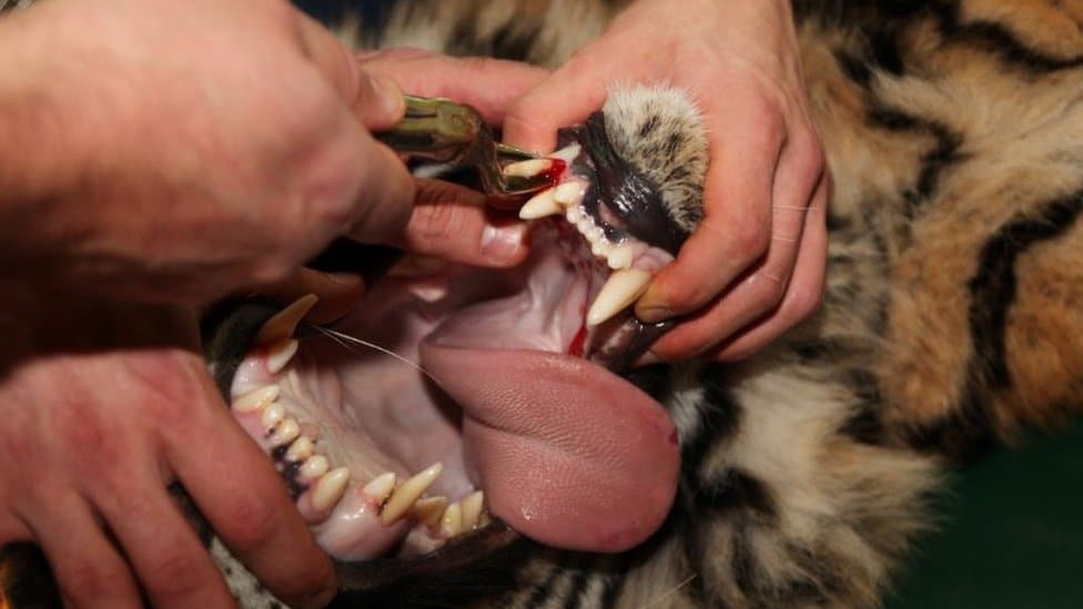 Životinje: Kako izgleda lečiti morža sa zuboboljom - londonski zubar na neobičnom zadatku 2 A tiger undergoing dental surgery