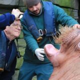 Životinje: Kako izgleda lečiti morža sa zuboboljom - londonski zubar na neobičnom zadatku 9