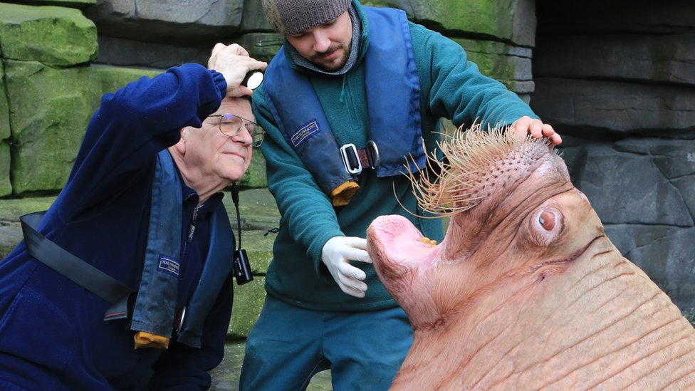 Životinje: Kako izgleda lečiti morža sa zuboboljom - londonski zubar na neobičnom zadatku 1 A dentist and his assistant look inside the mouth of a walrus