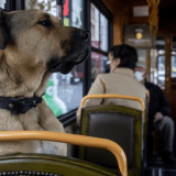 Životinje i Turska: Boži - pas lutalica koji voli da se vozi gradskim prevozom i koji je postao duša Istanbula 7