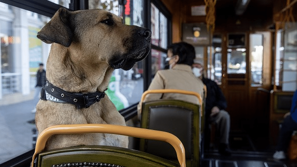 Životinje i Turska: Boži - pas lutalica koji voli da se vozi gradskim prevozom i koji je postao duša Istanbula 1 Boji the street dog sits on a seat inside a tram in Istanbul