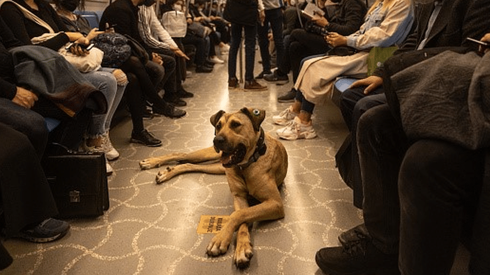 Životinje i Turska: Boži - pas lutalica koji voli da se vozi gradskim prevozom i koji je postao duša Istanbula 2 Boji the street dog lies down inside a subway train in Istanbul