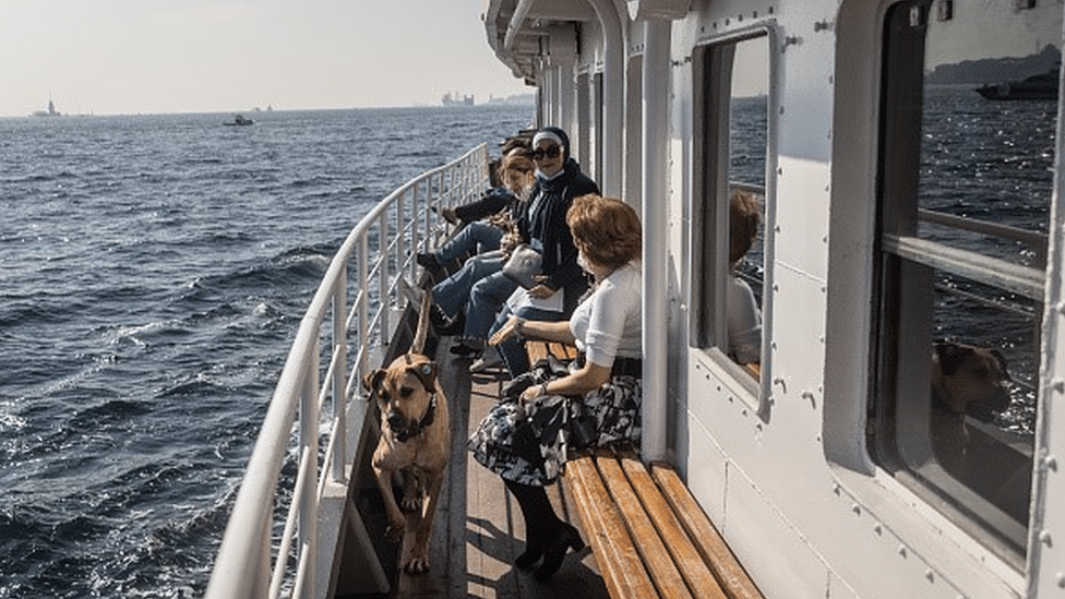 Životinje i Turska: Boži - pas lutalica koji voli da se vozi gradskim prevozom i koji je postao duša Istanbula 3 Boji the street dog wanders around on a ferry in Istanbul