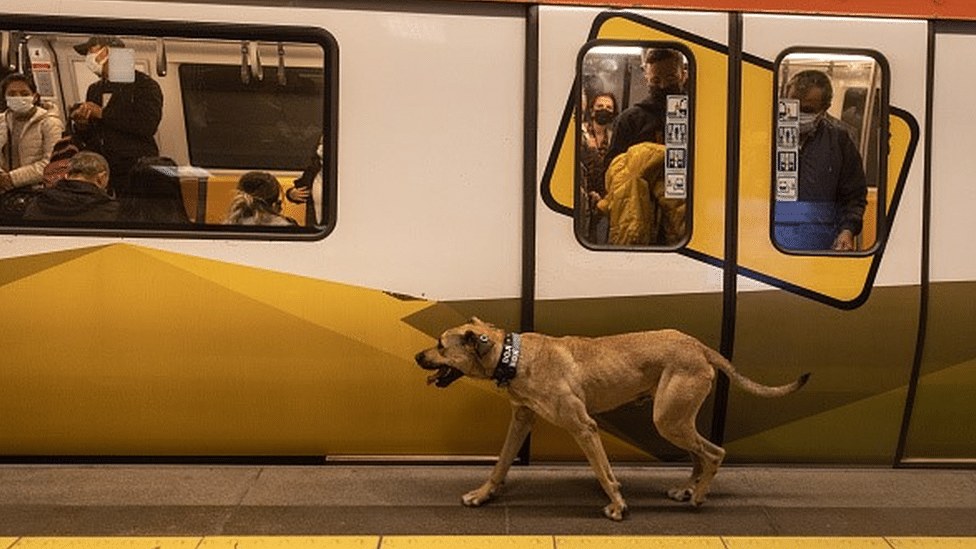 Životinje i Turska: Boži - pas lutalica koji voli da se vozi gradskim prevozom i koji je postao duša Istanbula 7 Boji the street dog walks on a subway platform in Istanbul