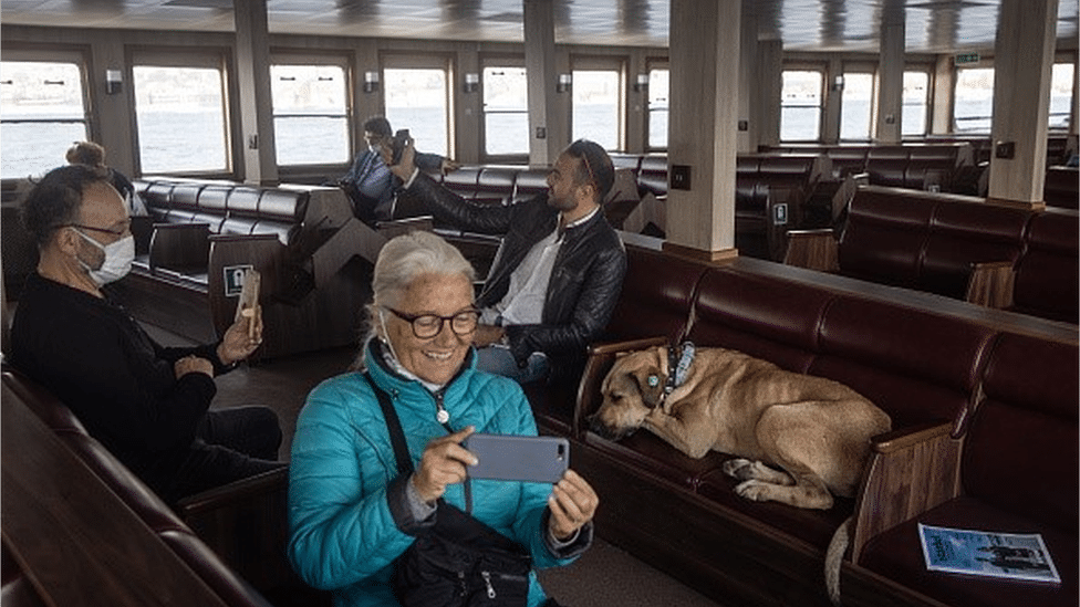 Životinje i Turska: Boži - pas lutalica koji voli da se vozi gradskim prevozom i koji je postao duša Istanbula 6 Boji the street dog is sitting inside a ferry in Istanbul