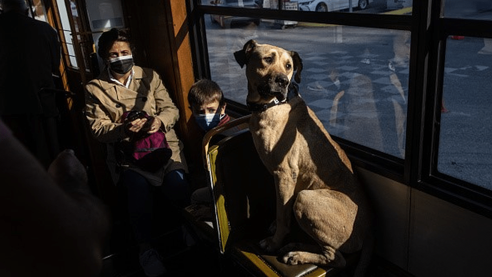 Životinje i Turska: Boži - pas lutalica koji voli da se vozi gradskim prevozom i koji je postao duša Istanbula 8 Boji the street dog sits inside a tram in Istanbul