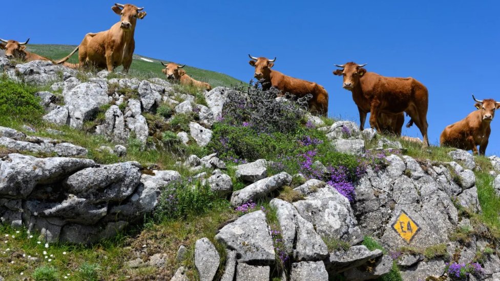 Stočarstvo je jedan od retkih izvora za život u udaljenoj Agrafi
