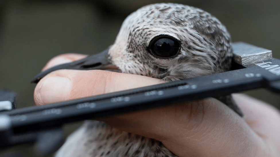 A bird being measured