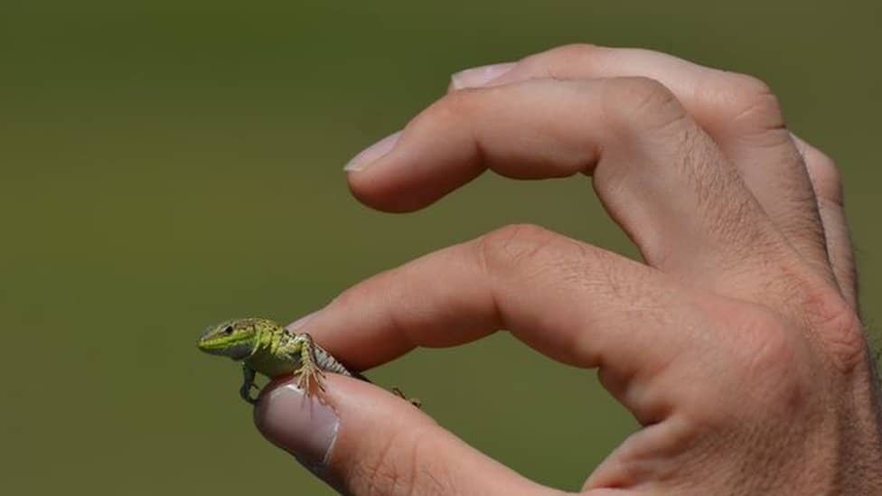 A person holds a small lizzard