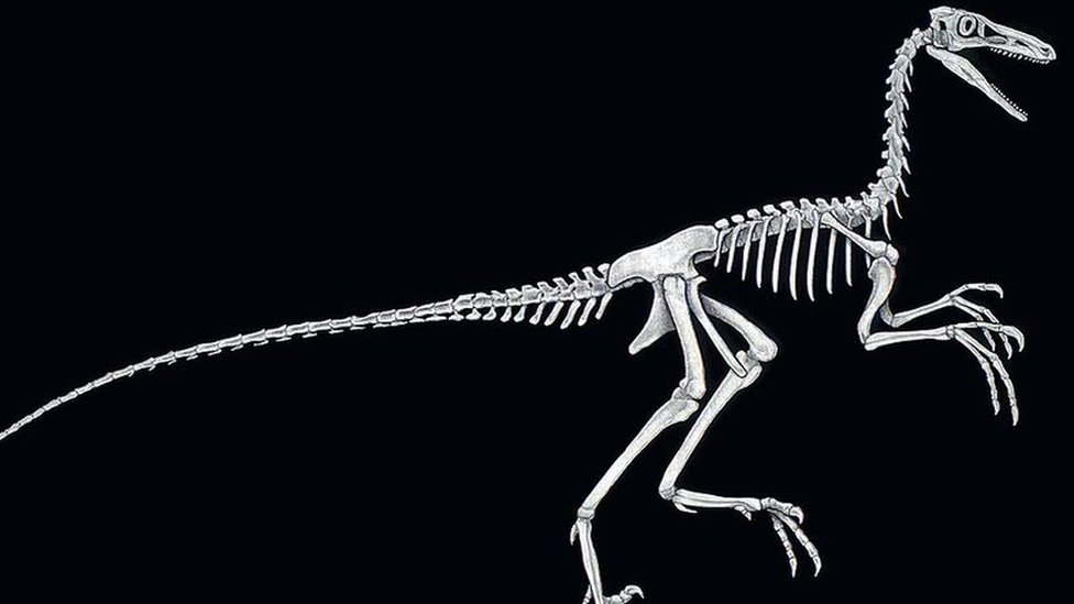Drawing of a Troodon skeleton