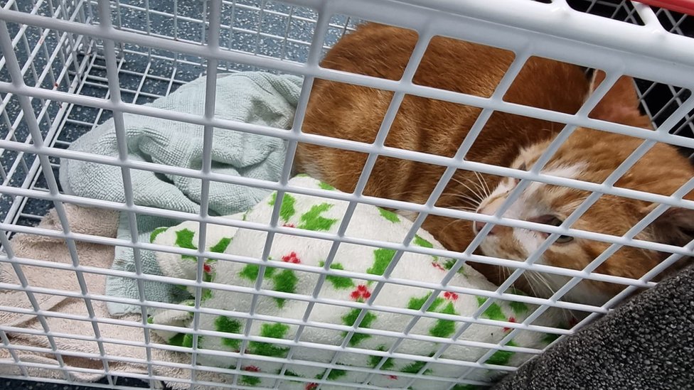 Velika Britanija i životinje: Par pronašao mačora koji se izgubio pre 10 godina 3 Big Ginge