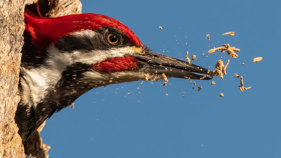 A woodpecker carving out a nest