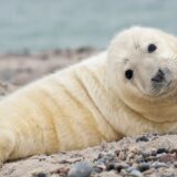 Životinje i Velika Britanija: Stotine mladih foka nastradalo u oluji Arven 10