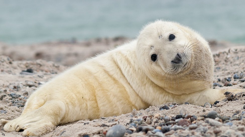 Grey seal pup