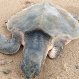 Priroda i životinje: Oluja Arven izbacila retku kornjaču Teli na plažu u Velsu 1