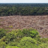 Zbog ilegalnog krčenja Amazonije, evropski supermarketi povlače govedinu iz Brazila 7