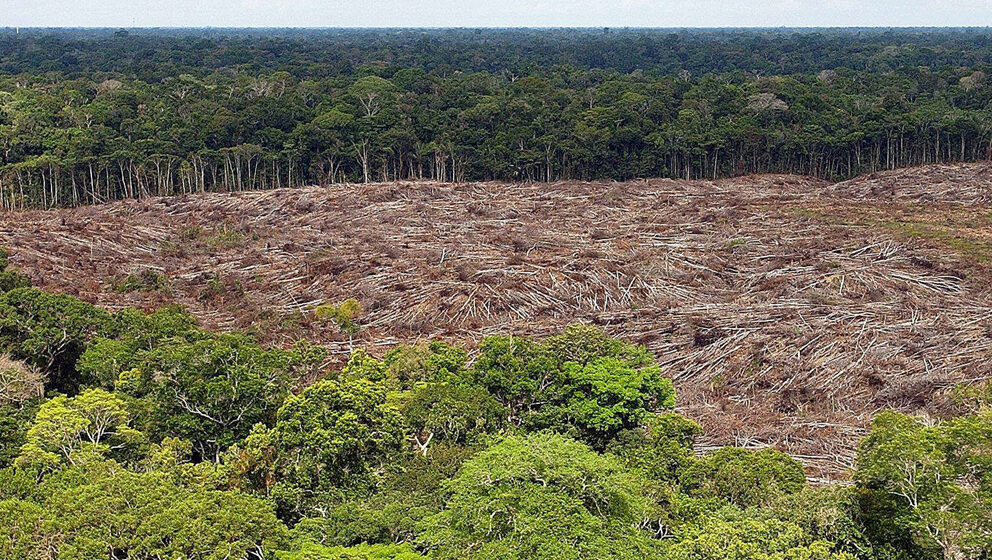 Zbog ilegalnog krčenja Amazonije, evropski supermarketi povlače govedinu iz Brazila 1