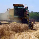 "Teško će se pokriti i troškovi proizvodnje": Poljoprivrednici i stručnjaci tvrde da je kvalitet pšenice ispod očekivanog 5