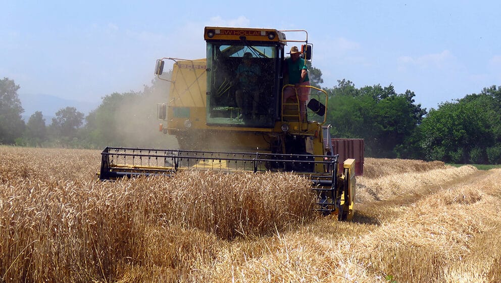 "Teško će se pokriti i troškovi proizvodnje": Poljoprivrednici i stručnjaci tvrde da je kvalitet pšenice ispod očekivanog 1