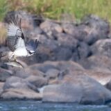 Orao ribar ne gnezdi se u Srbiji već 100 godina  14