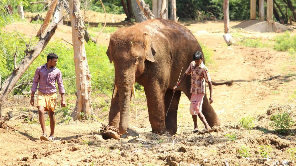 Indija: Poljubac jednog slona 1