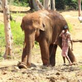 Indija: Poljubac jednog slona 7