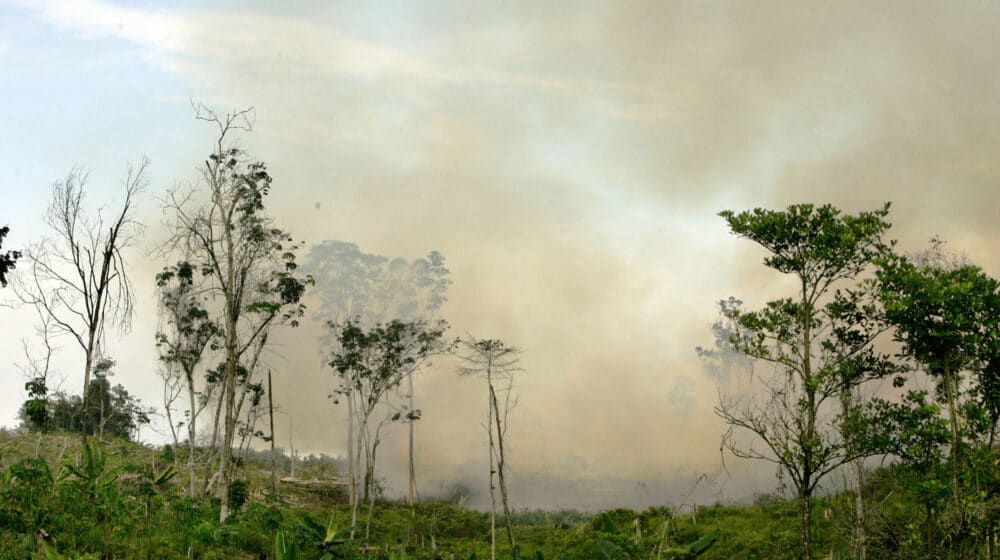 Svetski lideri se obavezali na zaustavljanje krčenja šuma 1