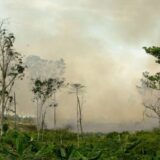 Svetski lideri se obavezali na zaustavljanje krčenja šuma 5