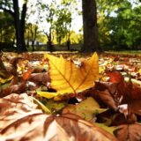 Veliki park u Kikindi: Đaci prikupljali lišće i plodove za razglednice 2