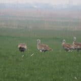 Ugroženo poslednje stanište velike droplje u Srbiji 2