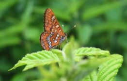 Natura 2000 - zaštita prirode po EU standardima 7