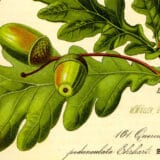 Hrast - lekoviti "zapis" 6