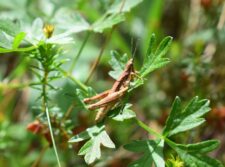 Natura 2000 - zaštita prirode po EU standardima 8