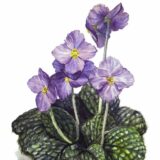 Natalijina ramonda - "biljka feniks" i simbol Dana primirja 12