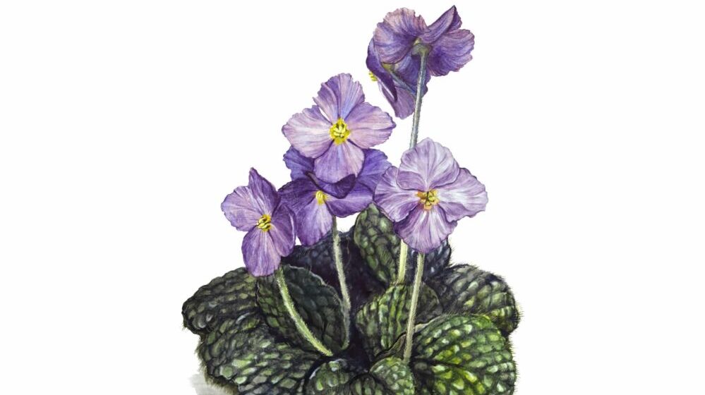 Natalijina ramonda - "biljka feniks" i simbol Dana primirja 1