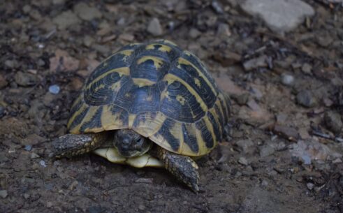 Natura 2000 - zaštita prirode po EU standardima 9