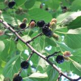 Crni dud - azijski veteran 5