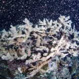 Naučnici snimili početak razmnožavanja korala, nada u oporavak ugroženog podvodnog ekosistema 1