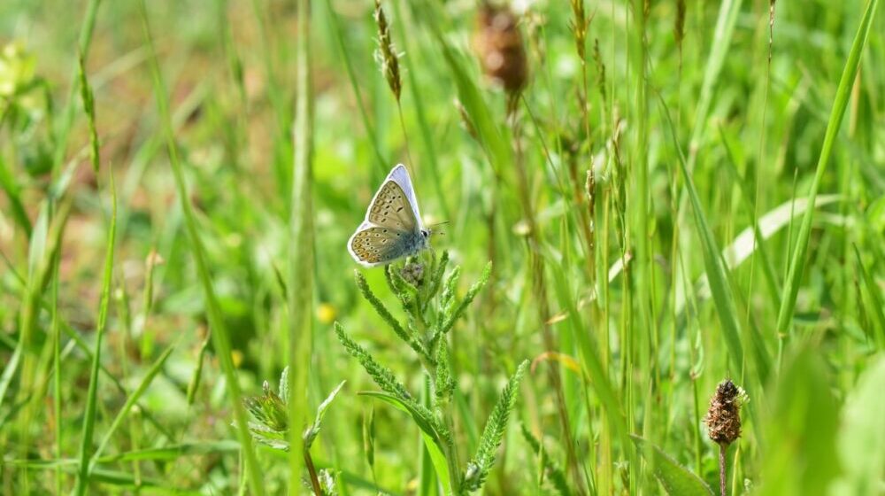 Natura 2000 - zaštita prirode po EU standardima 1