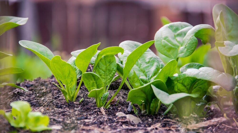 Ministarstvo poljoprivrede: Počinje izrada Nacrta zakona o organskoj proizvodnji 1