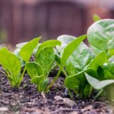 Ministarstvo poljoprivrede: Počinje izrada Nacrta zakona o organskoj proizvodnji 1