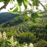 Hrvatski lovci na tartufe brinu da će zbog klimatskih promena ostati bez svog zlata 3