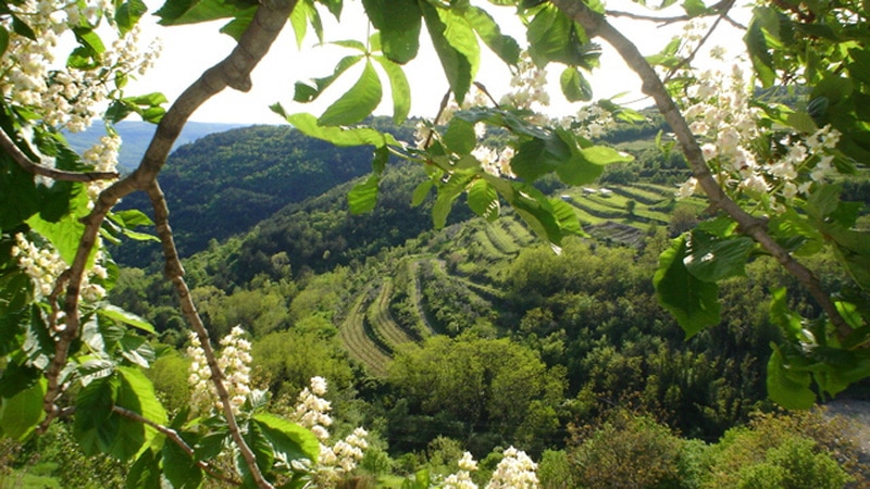 Hrvatski lovci na tartufe brinu da će zbog klimatskih promena ostati bez svog zlata 1