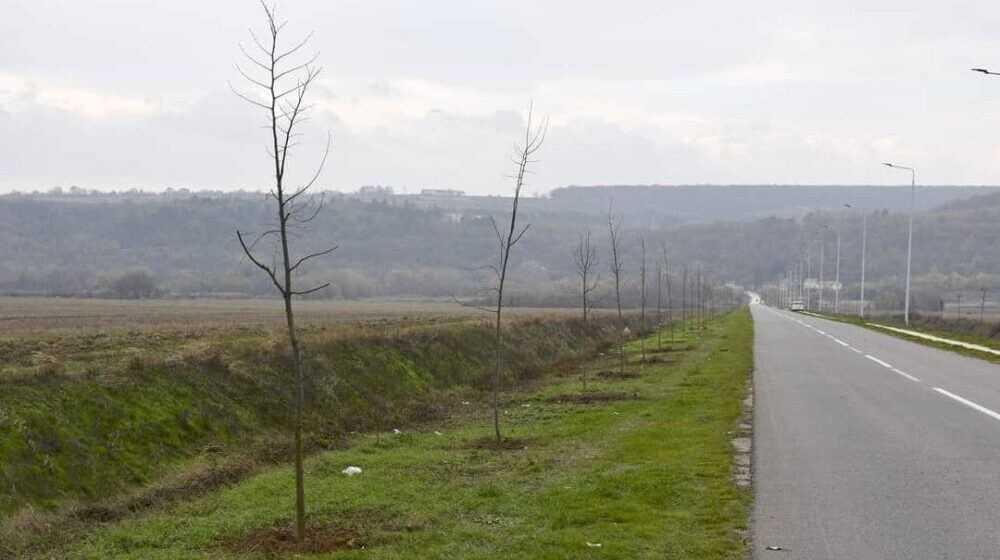 Pošumljavanje park-šume “Cvećara” i dela naselja “Veljko Vlahović“ u Negotinu 1
