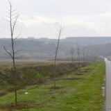 Pošumljavanje park-šume “Cvećara” i dela naselja “Veljko Vlahović“ u Negotinu 2