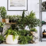 Sobno cveće koje smanjuje zagađenje vazduha 10